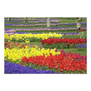 Impression Photo Tulipes, Muscari et Jonquilles, 2