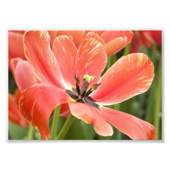 Impression Photo tulipes oranges en fleur (Devant)