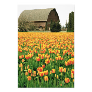 Impression Photo Tulipes printanières fleurissent devant une vieill