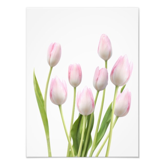 Impression Photo Tulipes roses (Devant)