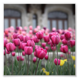 Impression Photo Tulipes roses - Montréal (Imprimer)
