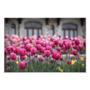 Impression Photo Tulipes roses - Montréal (Imprimer)