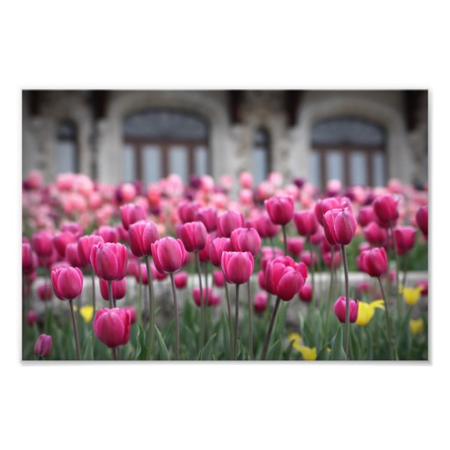 Impression Photo Tulipes roses - Montréal (Imprimer) (Devant)