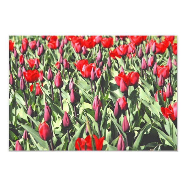 Impression Photo Tulipes rouges (Devant)