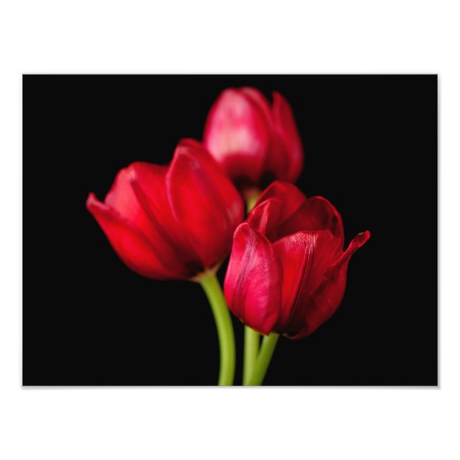 Impression Photo Tulipes rouges de sang sur Arrière - plan noir Cus (Devant)