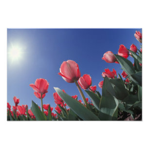 Impression Photo Tulipes rouges d'un angle très bas, Cincinnati,