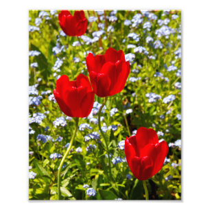 Impression Photo Tulipes rouges en champ