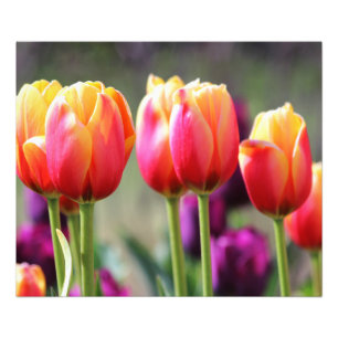 Impression Photo Tulipes tombées flammes
