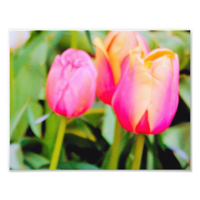 IMPRESSION PHOTO TULIPS DE PRINTEMPS (Devant)