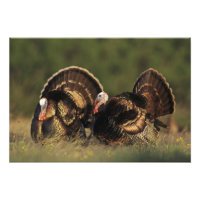 Turquie sauvage, Meleagris gallopavo, mâles