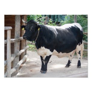 Impression Photo Tuxer Cattle