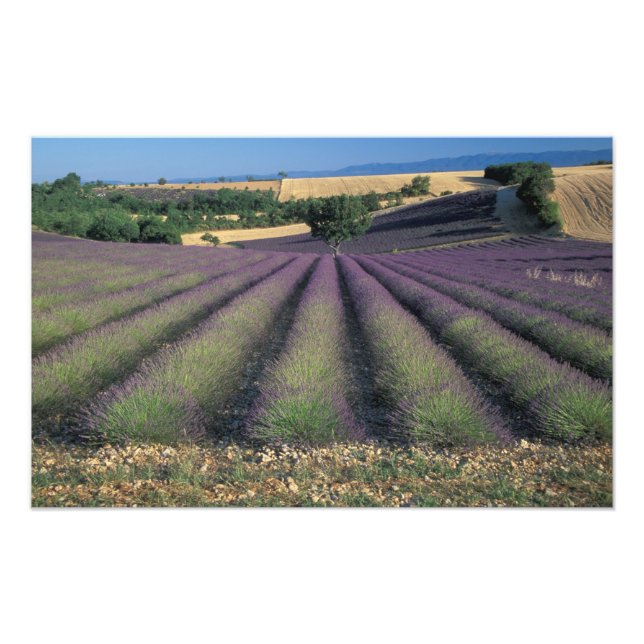 Impression Photo UE, France, Provence, Champs de lavande (Devant)