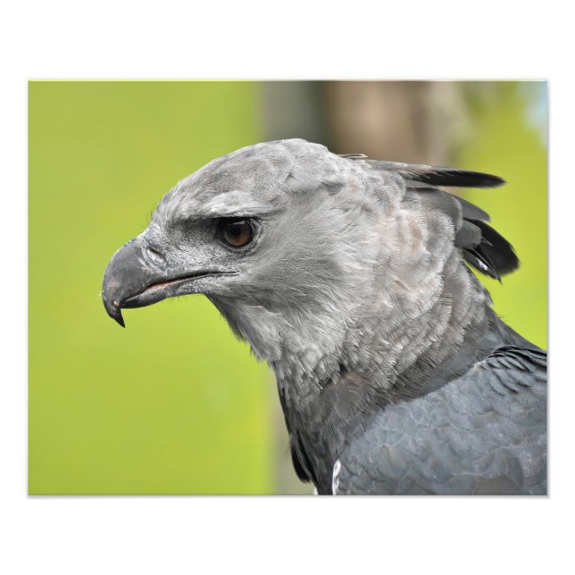 Impression Photo Un aigle royal (Devant)