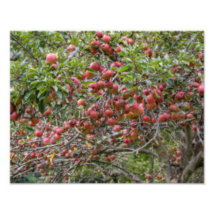 Impression Photo Un arbre à pomme