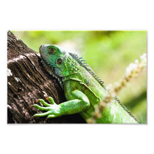 Impression Photo un autre jour vert