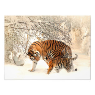 Impression Photo Un beau tigre et un petit dans la neige