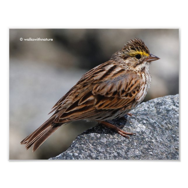 Impression Photo Un Bruant de Savannah curieux (Devant)