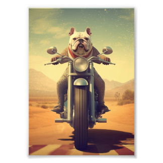 Impression Photo Un Bulldog à cheval sur une moto sur une route du