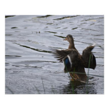 Un canard colvert battant des ailes