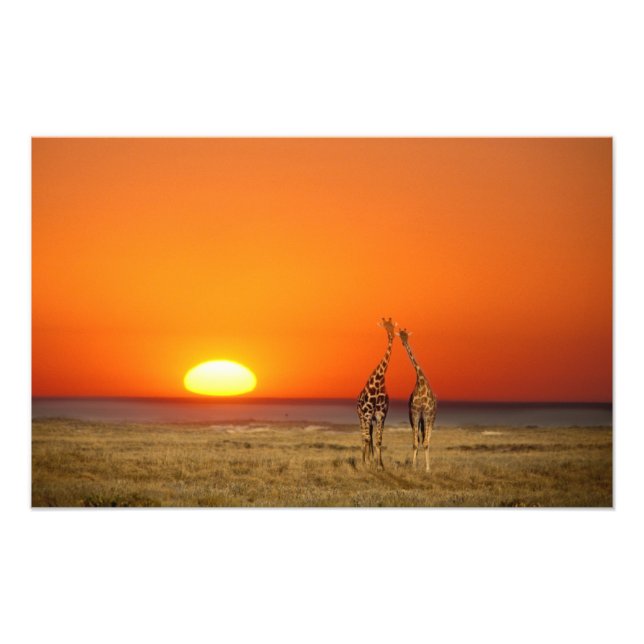 Impression Photo Un couple de Giraffe entre au coucher du soleil, à (Devant)