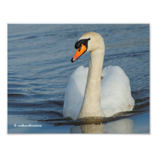 Impression Photo Un Curieux Swan Mute Approches