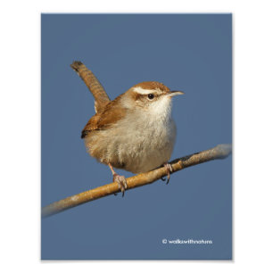 Impression Photo Un curieux Wren de Bewick's Wren dans l'arbre