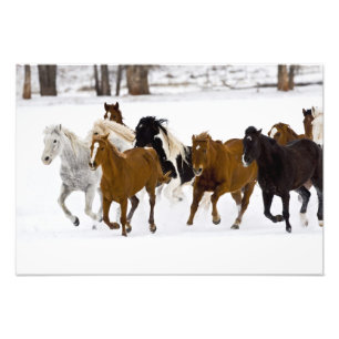 Impression Photo Un hiver pittoresque de chevaux en course