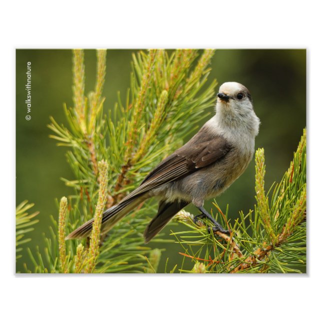 Impression Photo Un joli et curieux gris Jay / Whiskeyjack (Devant)