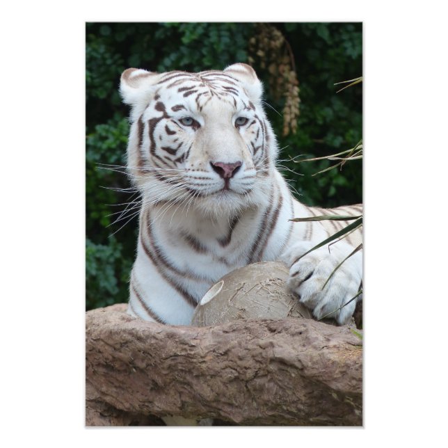 Impression Photo Un magnifique tigre de bengale blanc (Devant)