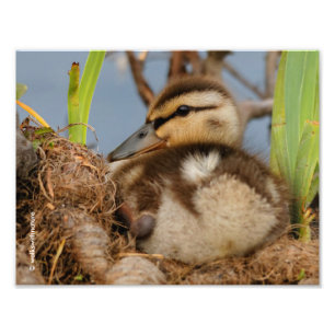 Impression Photo Un mignon canard à colle et précieux