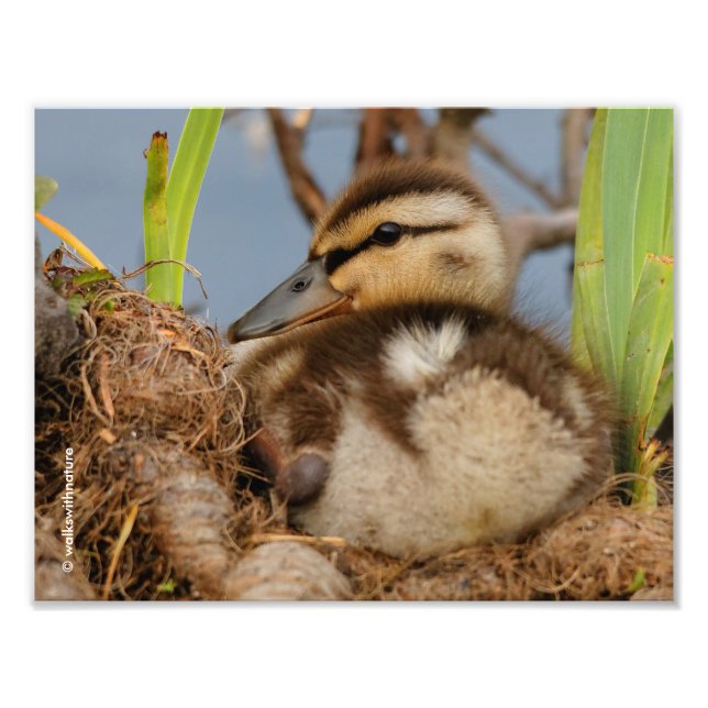 Impression Photo Un mignon canard à colle et précieux (Devant)