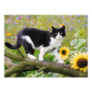 Impression Photo Un mignon chat tuxedo sur une branche d'arbre avec