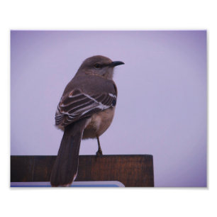 Impression Photo Un oiseau-mouche chantant