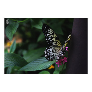 Impression Photo Un papillon jaune sur les fleurs roses