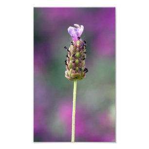 Impression Photo Un petit morceau de Lavender