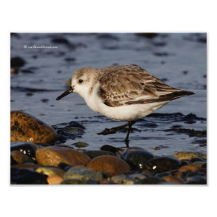 Impression Photo Un Sanderling