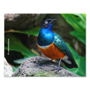 Impression Photo Un superbe Starling Africain