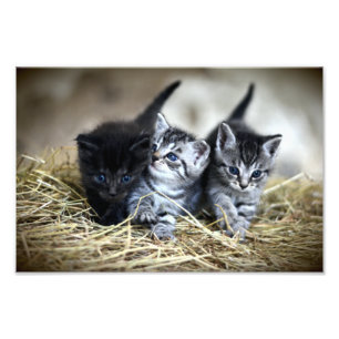 Impression Photo Un trio de chatons nessonnés ensemble