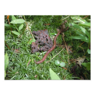 Impression Photo Un ver de terre