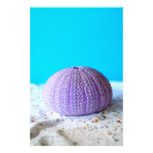 Urchine de mer violette
