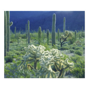 Impression Photo USA, Arizona, Organ Pipe Cactus National