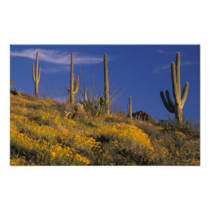 Impression Photo USA, Arizona, Organ Pipe Cactus National 2