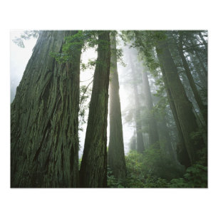 Impression Photo USA, Californie, Redwood National Park.