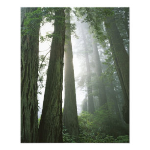 Impression Photo USA, Californie, Redwood National Park,