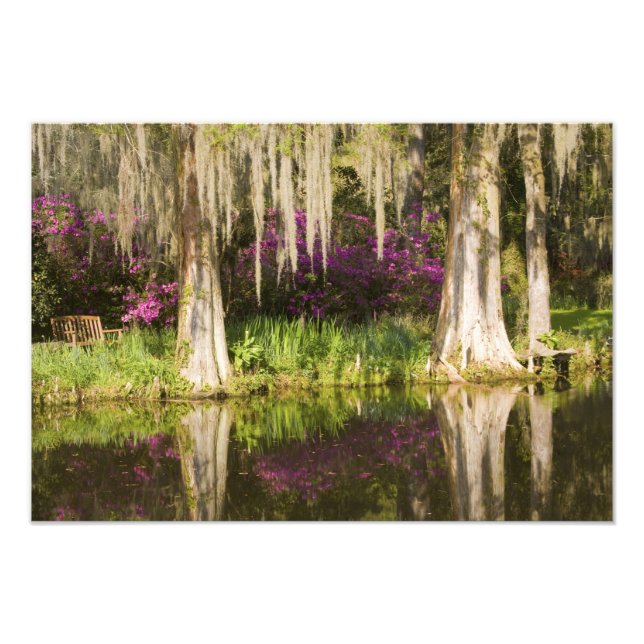 Impression Photo USA, Caroline du Sud, Charleston. Cypress Trees (Devant)