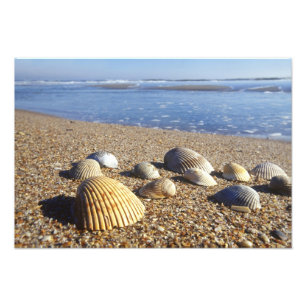 Impression Photo USA, Floride, Coastal Sea Shells