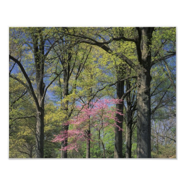 Impression Photo USA, Kentucky, Louisville. Redbud oriental (Devant)