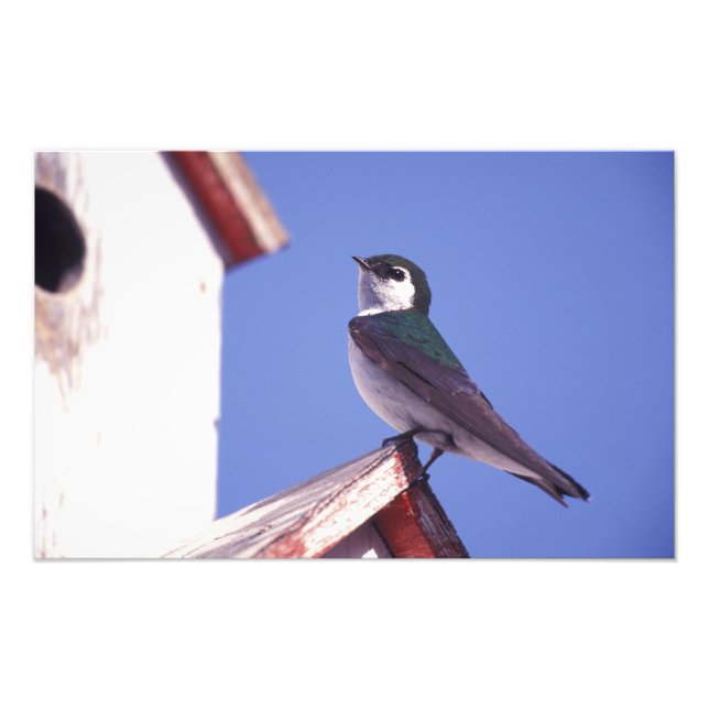 Impression Photo USA, Oregon. Hirondelle violette-verte Tachycineta (Devant)