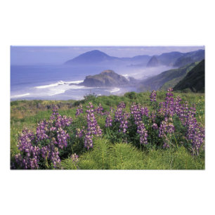 Impression Photo USA, Oregon, Nesika Beach. Lupine et Oregon
