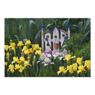 Impression Photo USA, Pennsylvanie. Les iris des jardins poussent a